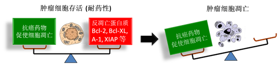 图 1：肿瘤细胞通过反凋零蛋白产生耐药性，对反凋零蛋白的抑制将改变平衡，消除肿瘤耐药性。