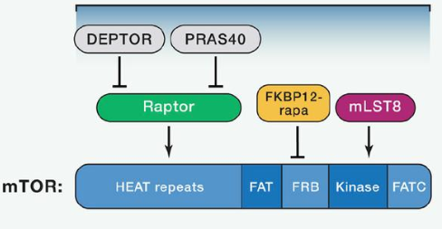 mTORC1由mTOR、Raptor和mLST8以及非核心组件PRAS40和Deptor组成