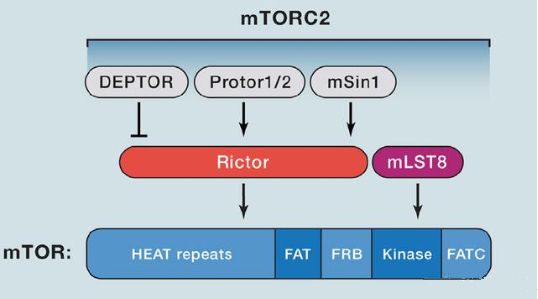 mTORC2的组成蛋白主要有Rictor、mSin1、mSLT8和Protor等