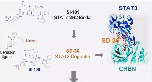 结构优化得到的SH2结合分子SI-109与CRBN结合，得到SD-36