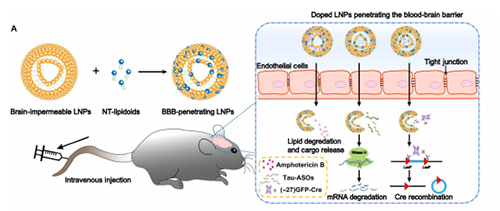 将神经递质与LNP掺杂，获得拥有穿透BBB能力的载体。