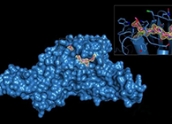 Science重磅！一种“分子剪刀”如何成为COVID-19药物的重要靶标？