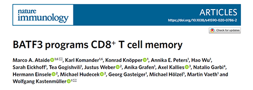 Nature：BATF3改善T细胞记忆应答，有望改善免疫疗法的疗效