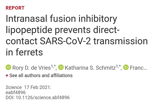 Science速递|鼻喷雾剂可阻止新冠肺炎传播，在雪貂实验中已初获成效