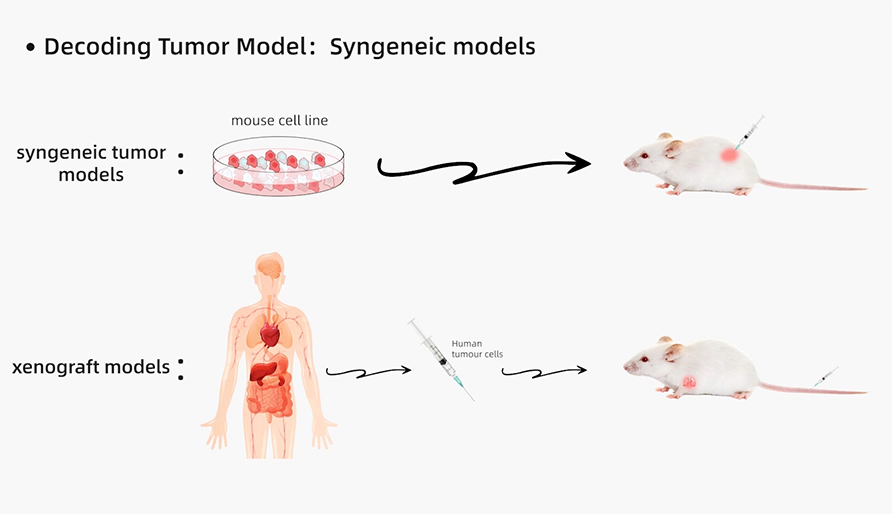 解码肿瘤模型研究：同源肿瘤移植模型