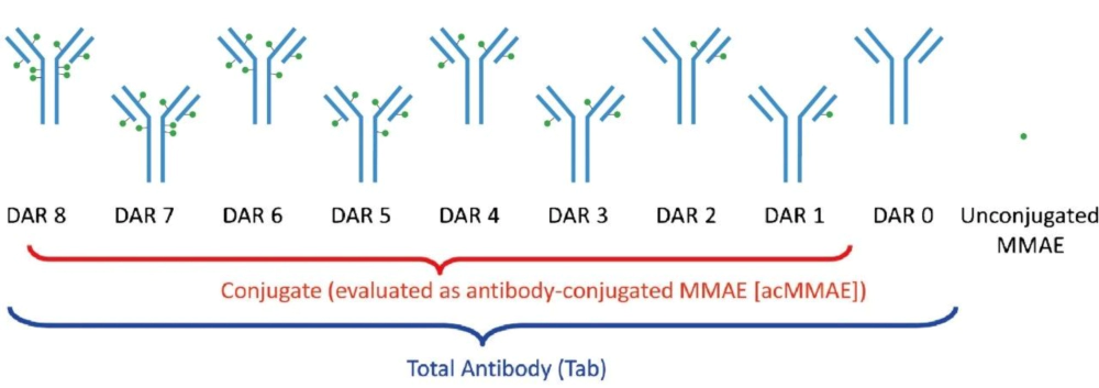 药物抗体比 (DAR).webp