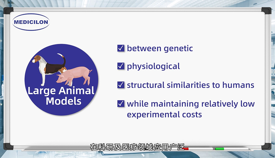 大型动物模型： 各种疾病研究的必要工具