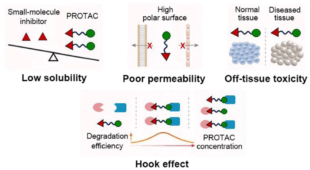 PROTAC的主要局限性.webp