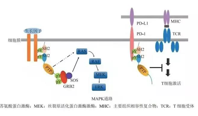 晚期恶性肿瘤患者的福音！s36沙龙会助力凌达生物SHP2变构抑制剂RG001片获批临床