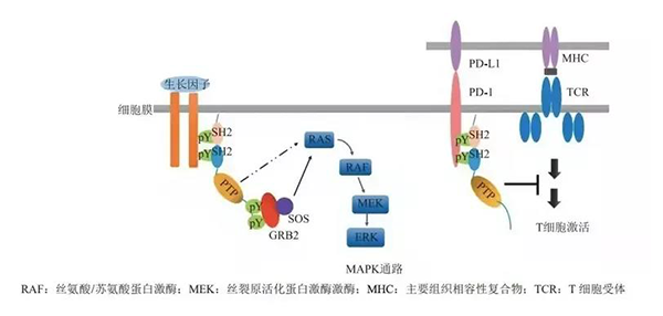 晚期恶性肿瘤患者的福音！s36沙龙会助力凌达生物SHP2变构抑制剂RG001片获批临床 