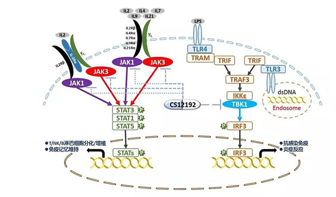 自身免疫疾病或迎新疗法！s36沙龙会助力微芯生物CS12192获批FDA