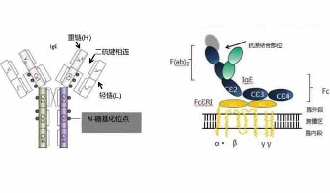 s36沙龙会助力 | 济民可信lgE抗体药物JYB1904获批临床