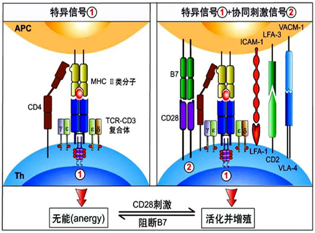 s36沙龙会助力 | 国内CD19×CD3×CD28三特异性抗体获FDA默示许可