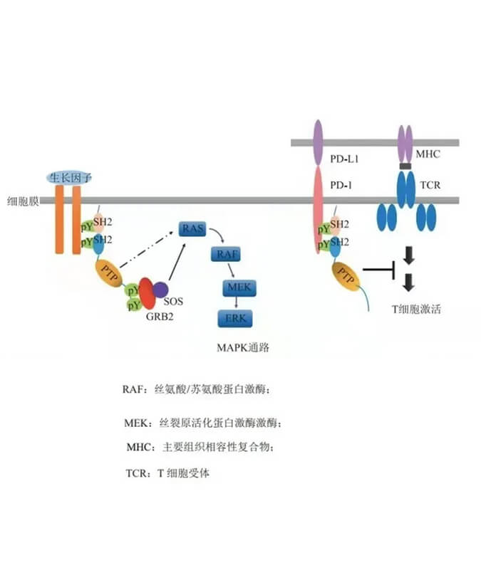 s36沙龙会助力凌达生物SHP2变构抑制剂RG001片获批临床.jpg