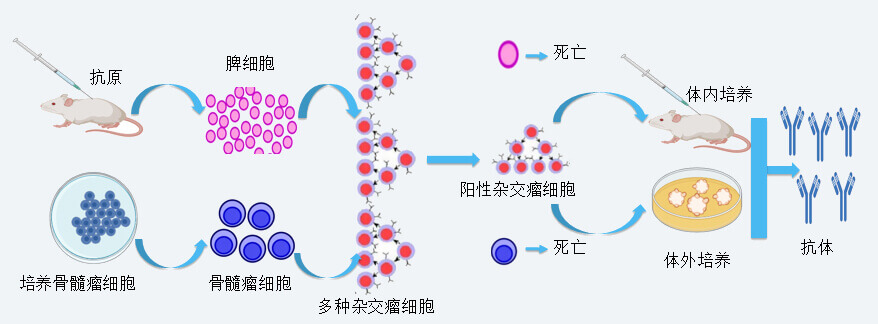 s36沙龙会抗体开发技术