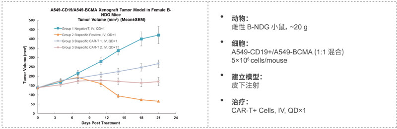 双特异性CAR-T药效研究：CD19-BCMA.jpg