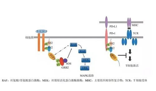 s36沙龙会助力凌达生物SHP2变构抑制剂RG001片获批临床.jpg