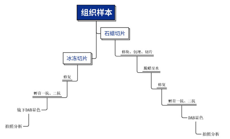 免疫组化处理流程.jpg