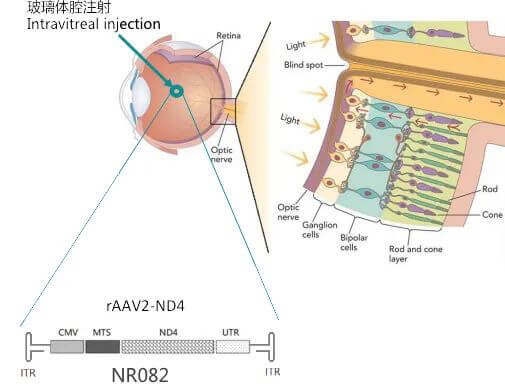 8-图片来自：纽福斯生物.jpg