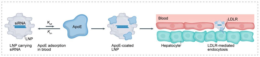 第一代：LNP+小核酸-→肝脏.jpg