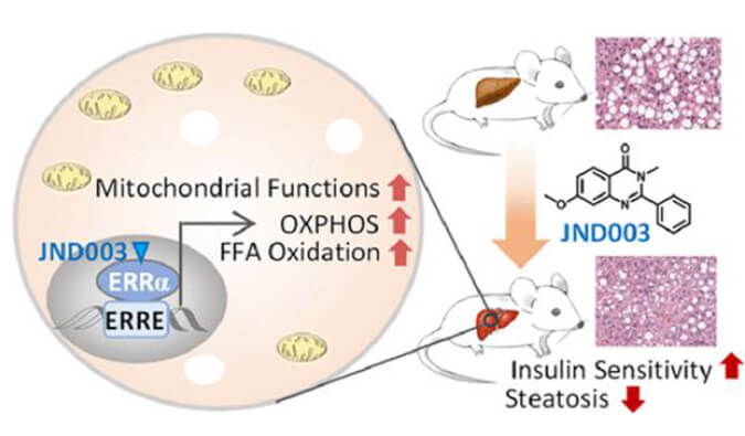 JND003是一种新型选择性ERRα激动剂，可缓解非酒精性脂肪肝和胰岛素抵抗，PK和组织分布测定通过s36沙龙会进行