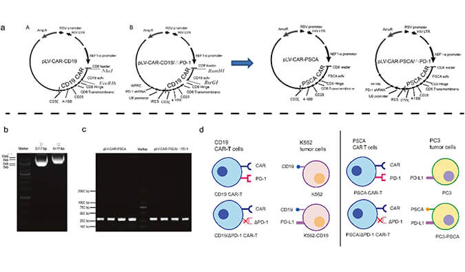 CAR-T疗法主要针对白血病与恶性淋巴瘤，此研究中构建沉默PD-1的shRNA载体质粒，测序后质粒的鉴定通过s36沙龙会进行