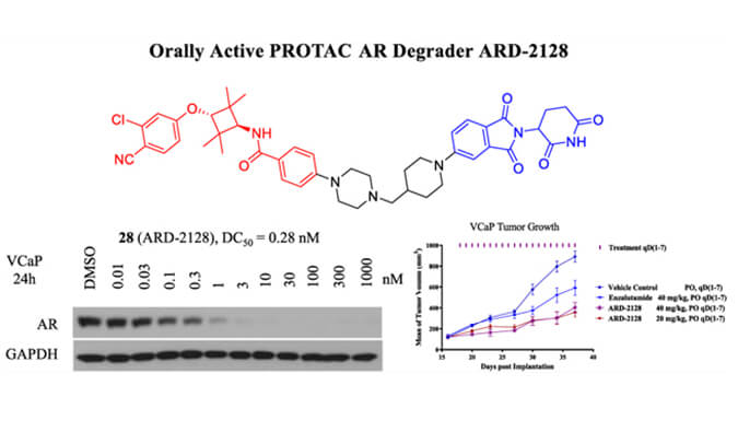 ARD-2128是一种PROTAC AR降解剂，具有出色的血浆和微粒体稳定性，体外稳定性和PK研究通过s36沙龙会进行