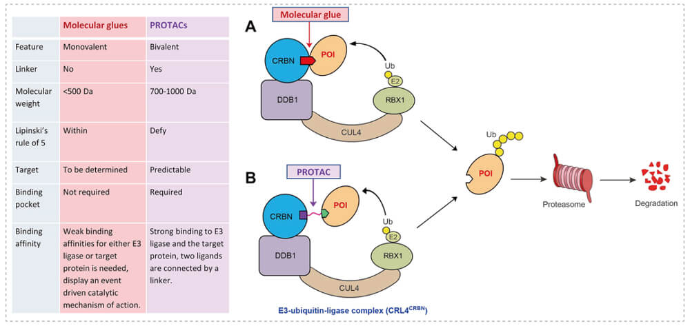 3-通过泛素-(Ub)-蛋白酶体系统降解目标蛋白-(POI)-示意图：分子胶(A)；PROTAC-(B).jpg