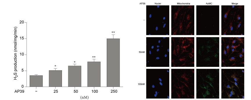 AP39是一种新合成的线粒体靶向的H2S供体，本研究中AP39通过s36沙龙会设计和合成
