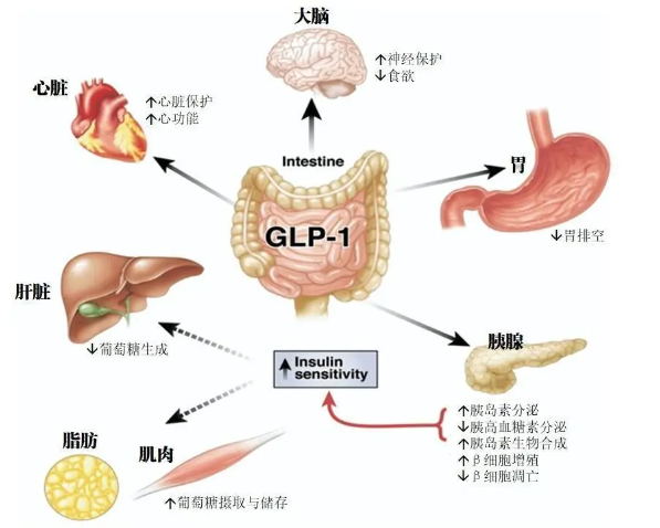 时代变了！GLP-1让打针吃药也能减肥成为现实