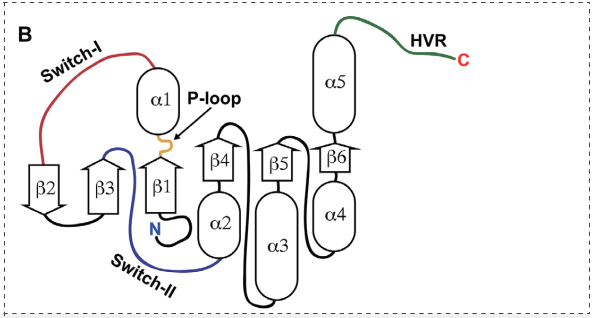 KRAS二级结构的二维示意图.png