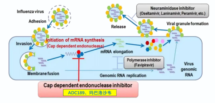 s36沙龙会祝贺 | 可愈可及！成人青少年甲型乙型流感！安帝康生物一粒治愈流感新药玛氘诺沙韦——III期研究成功