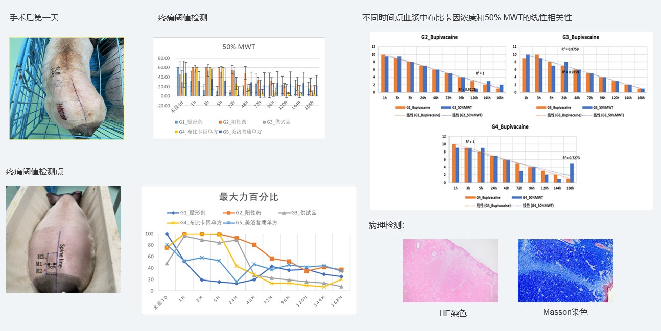 案例1：复方制剂对巴马小型猪术后急性疼痛模型的镇痛试验.jpg