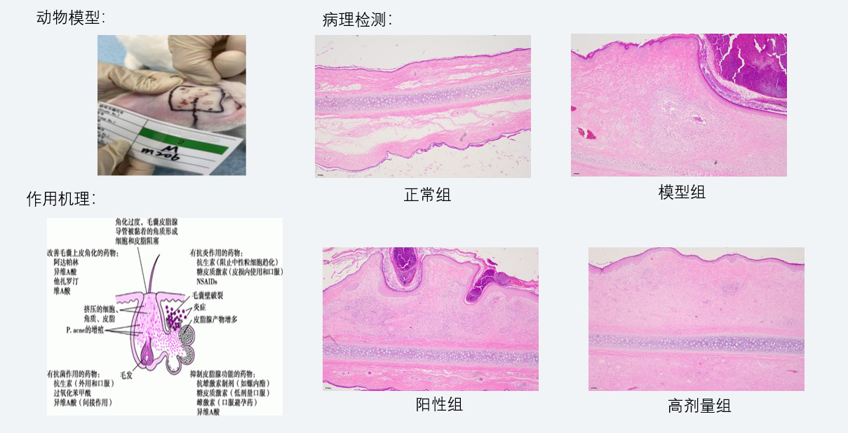 案例3：新西兰兔痤疮药效研究.jpg